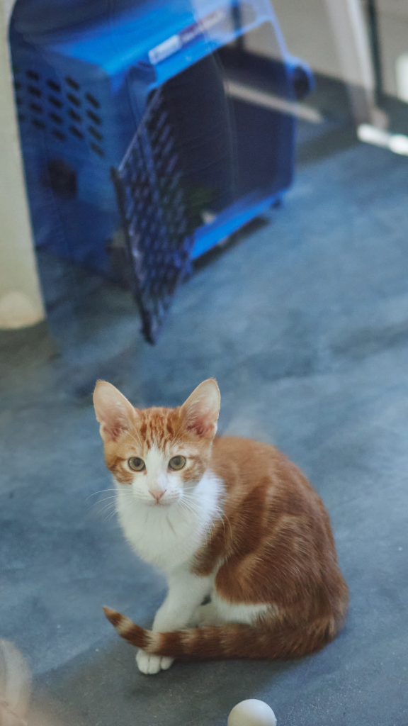 Foster