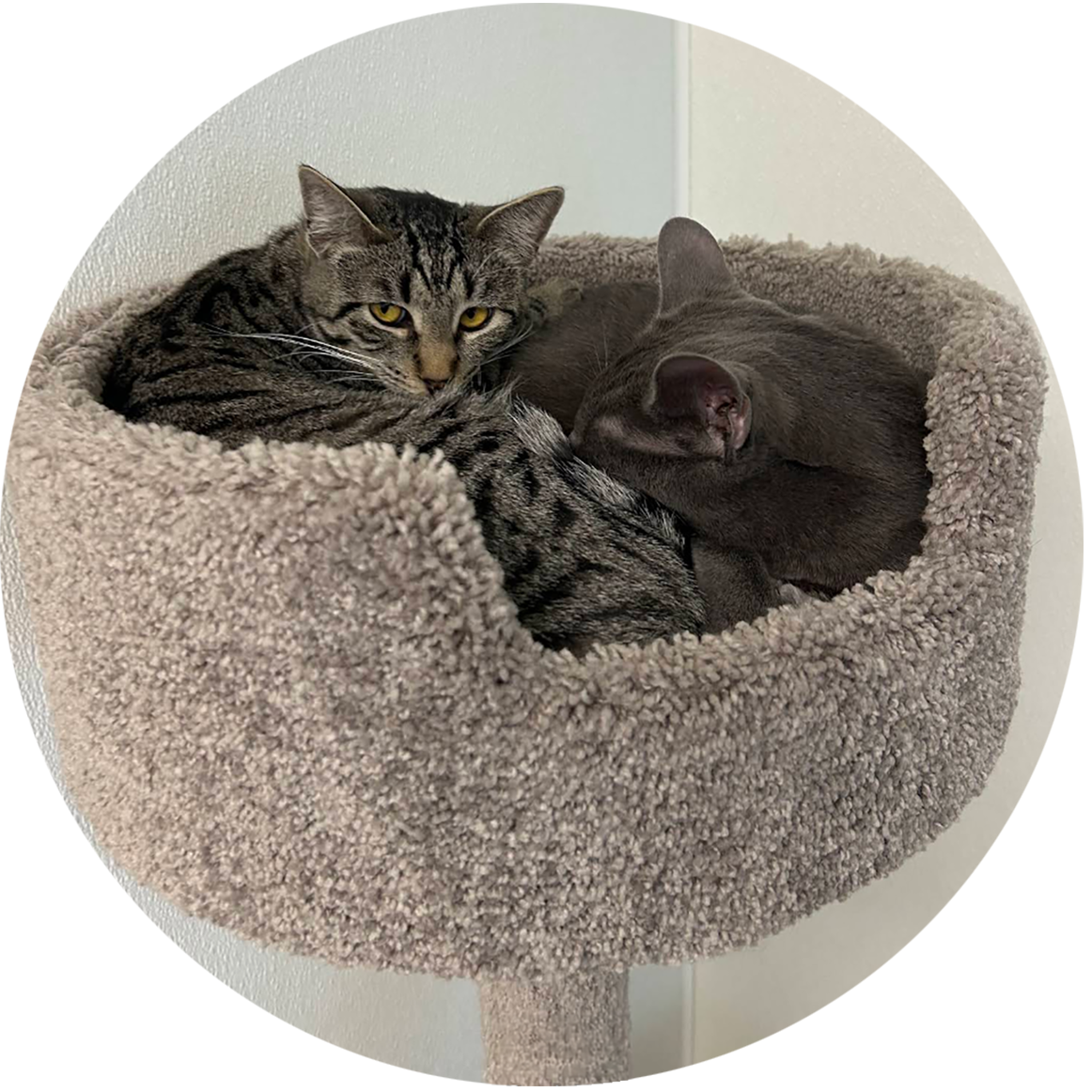 A beloved sanctuary cat