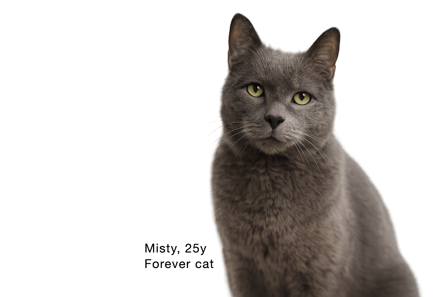 A friendly cat at the Friends of Cats sanctuary